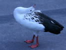 Andean Goose (WWT Slimbridge September 2008) - pic by Nigel Key